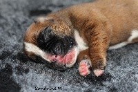CHIOT